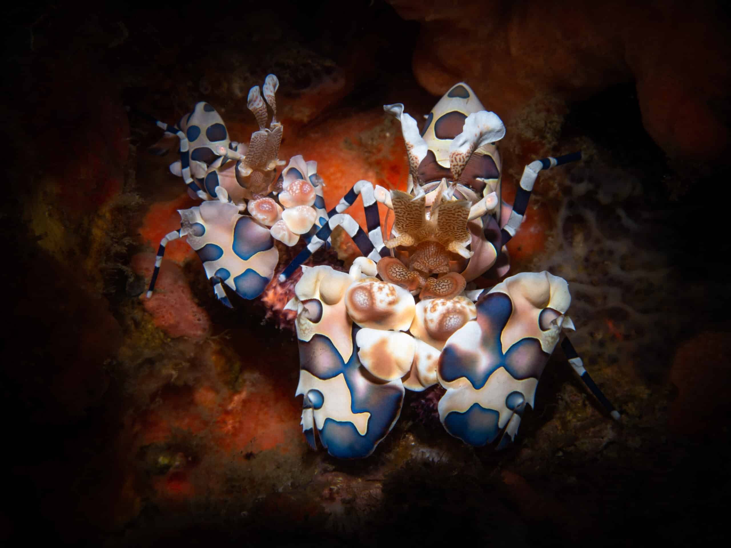 Harlequin shrimp photographed during macro diving in Dauin, Philippines